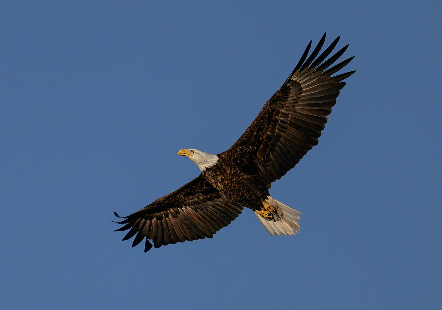 Bald Eagle