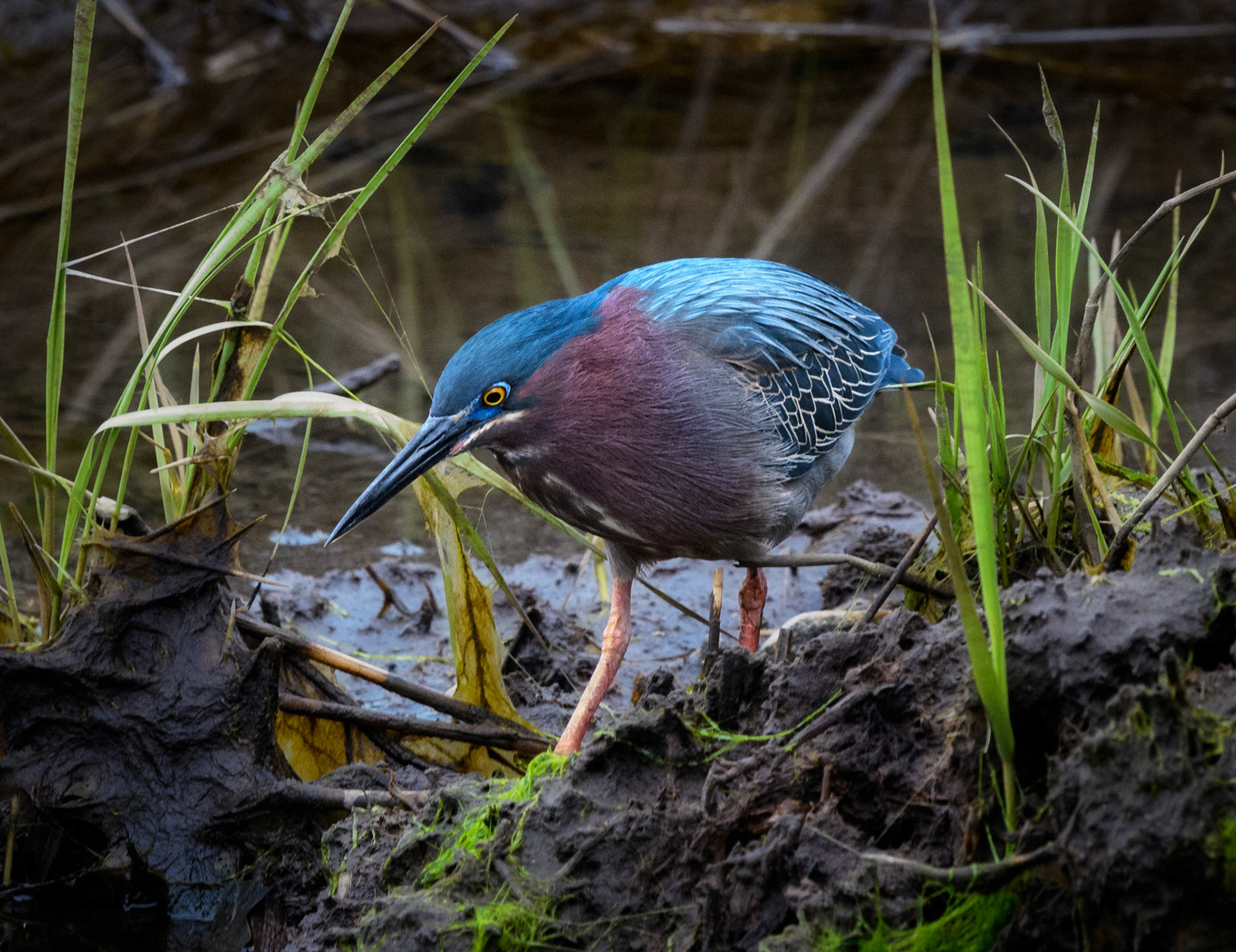 Green Heron