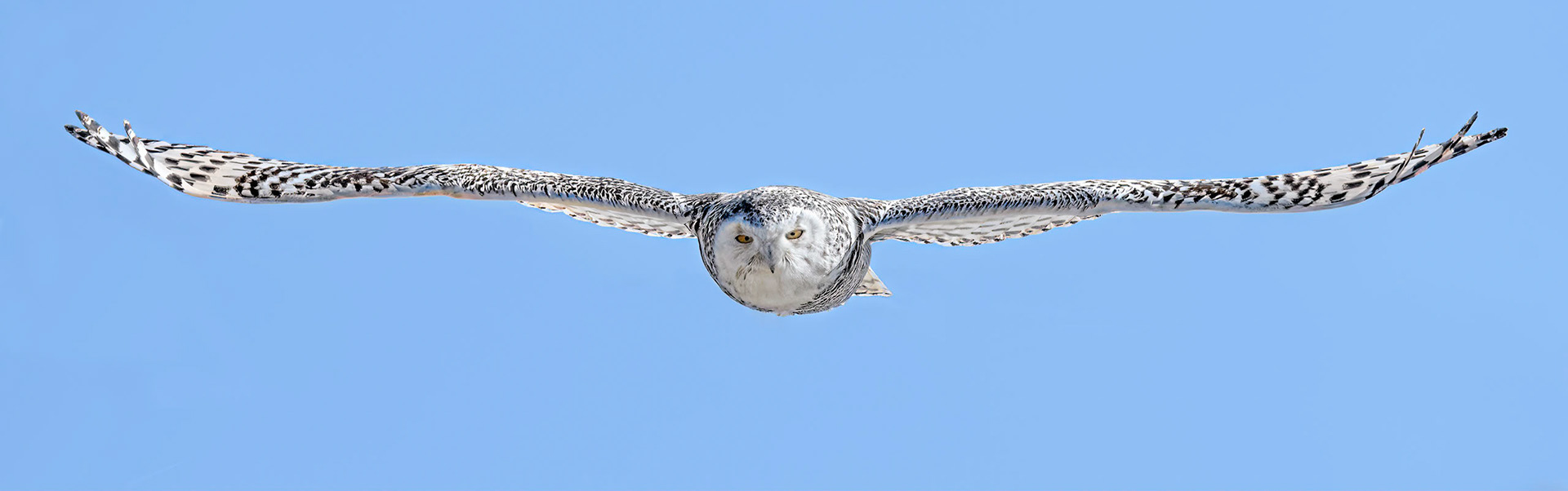 Snowy Owl