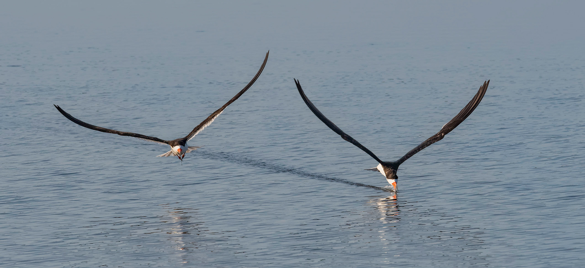 Black Skimmers