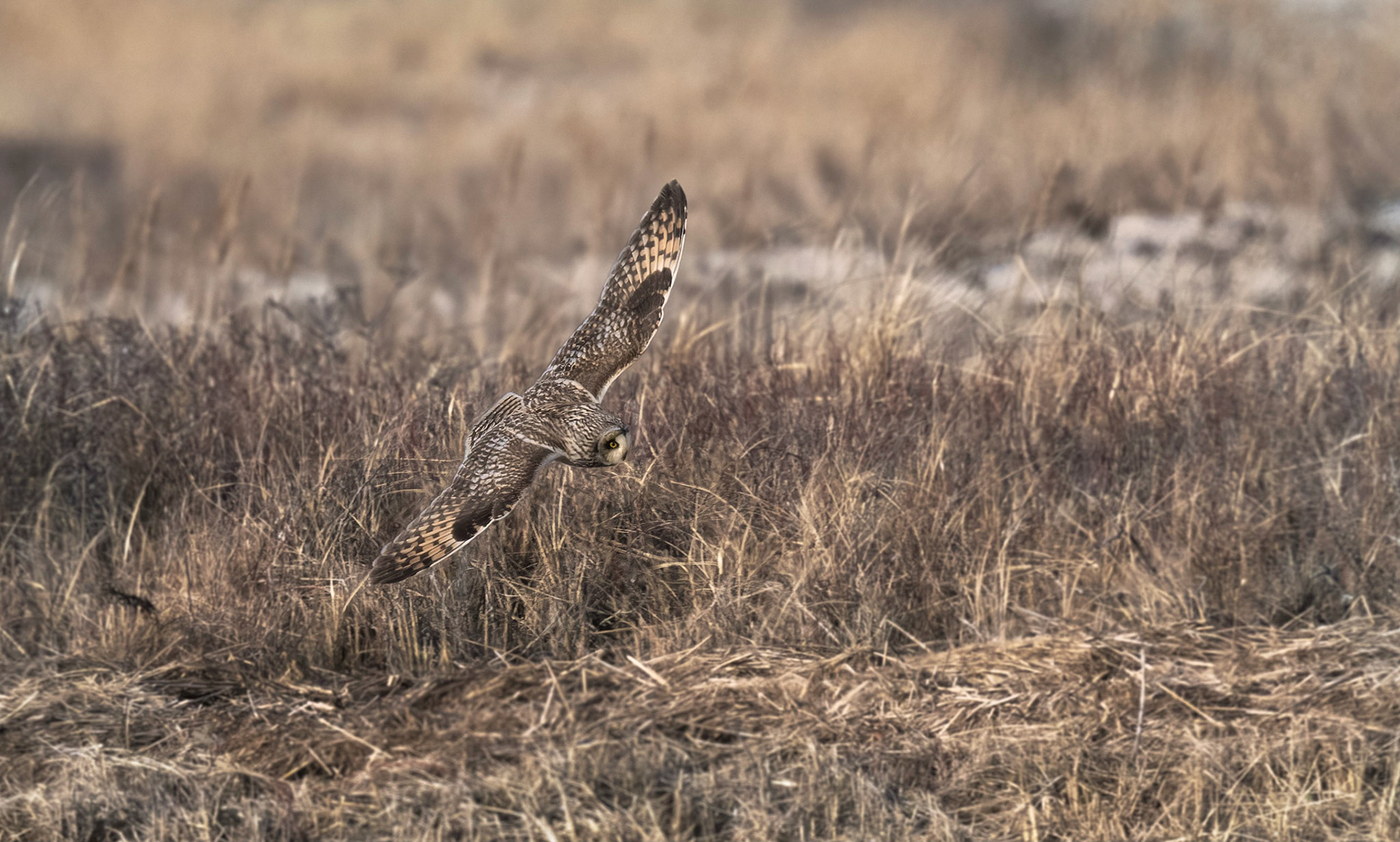 Short-eared Owl