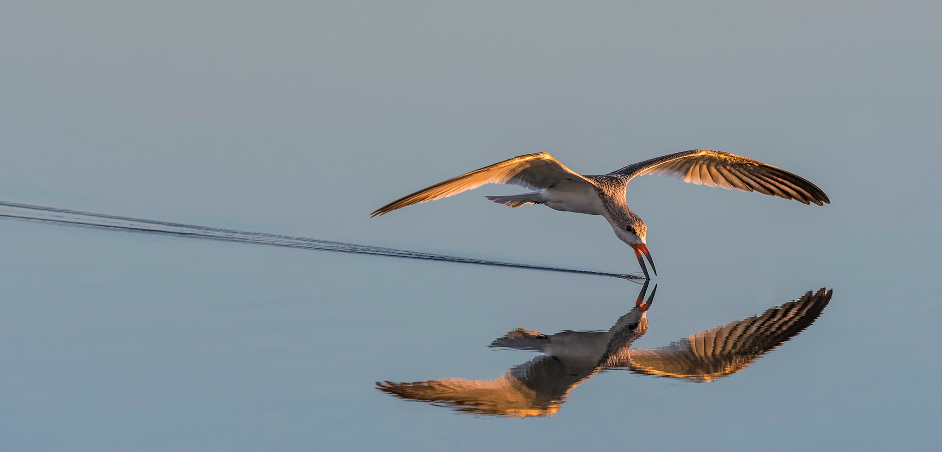 Juvinile Black Skimmer