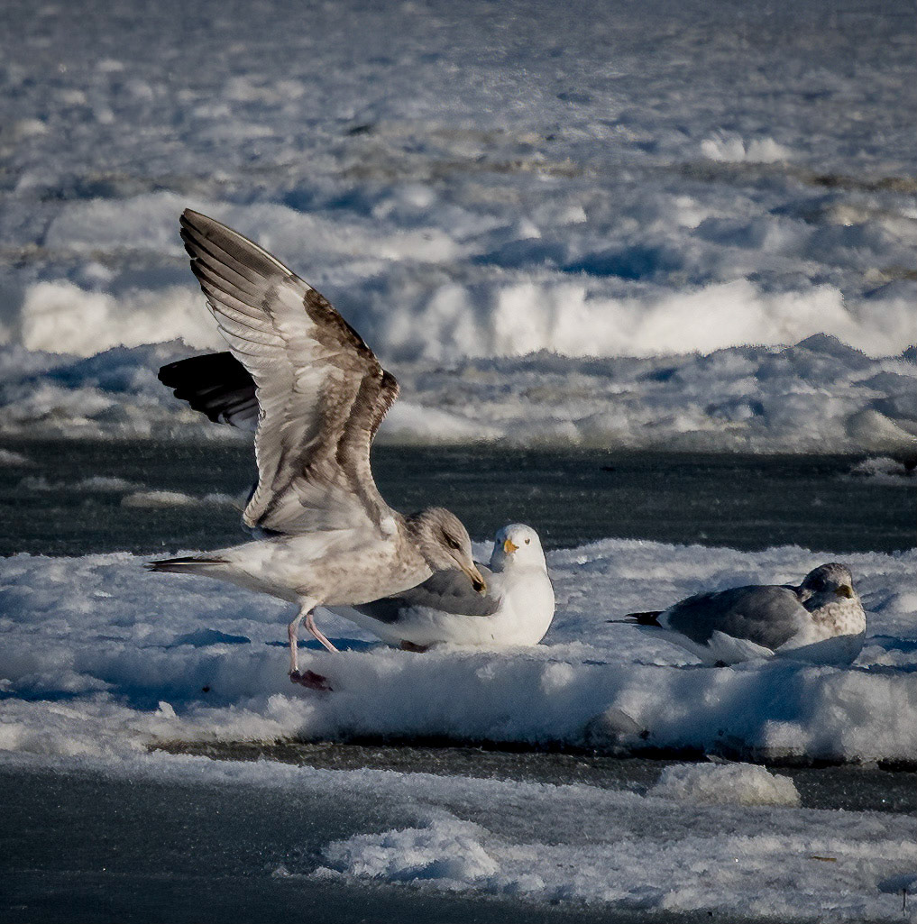 Herring Gull