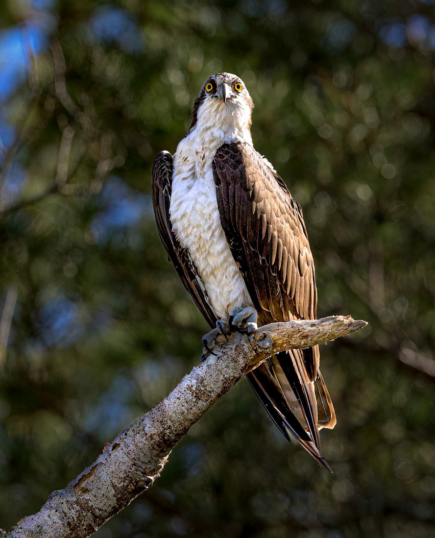 Osprey