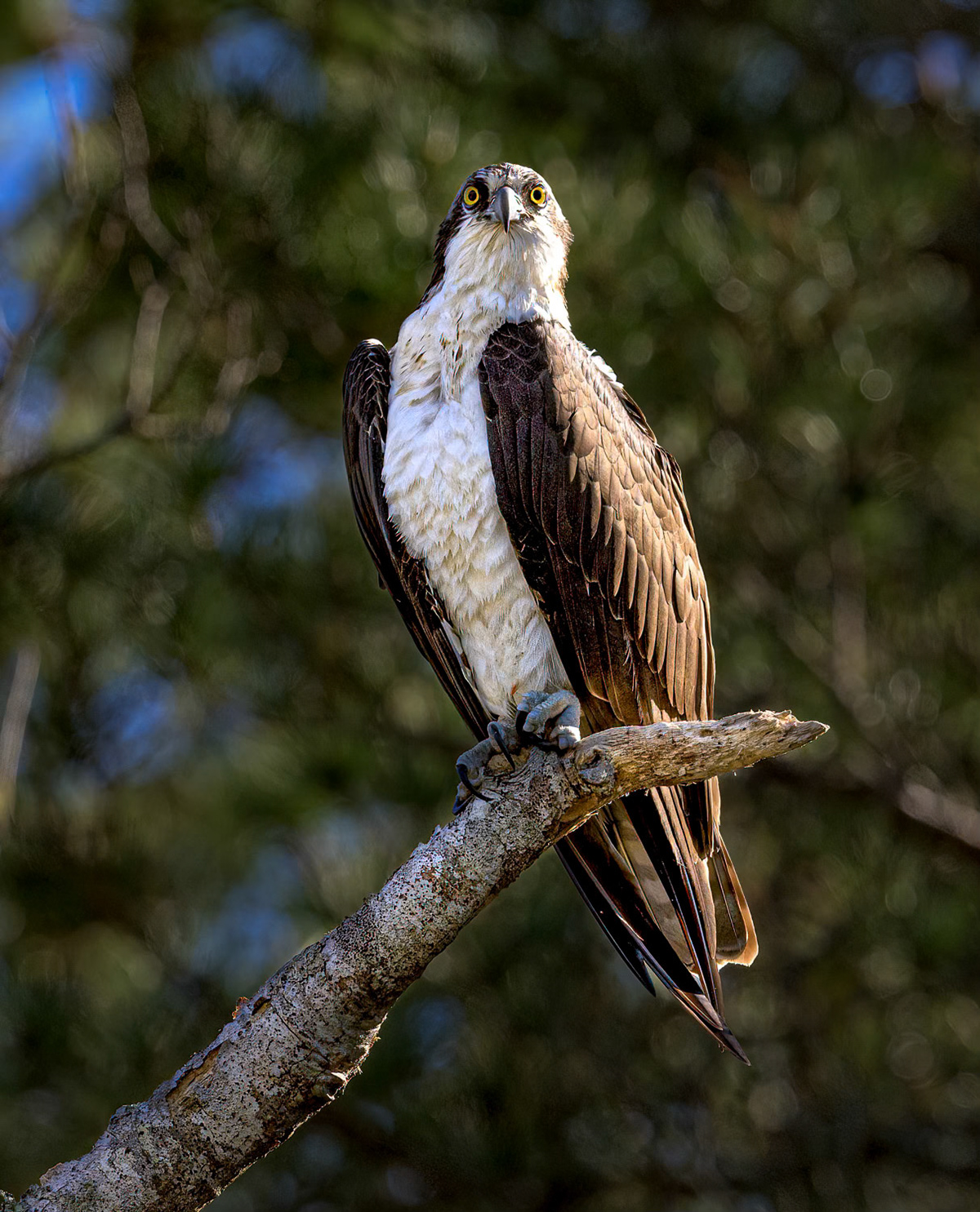 Osprey