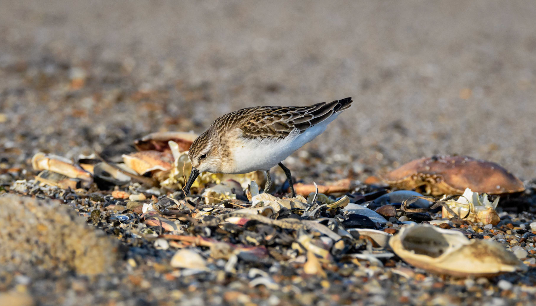 Semipalmated Sandpiper