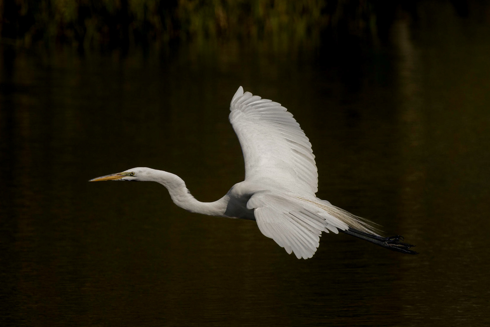 Great Egret