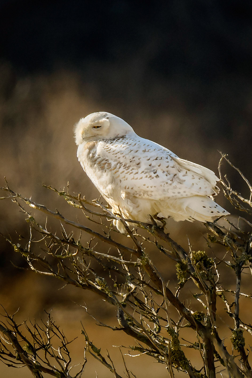 Snowy Owl