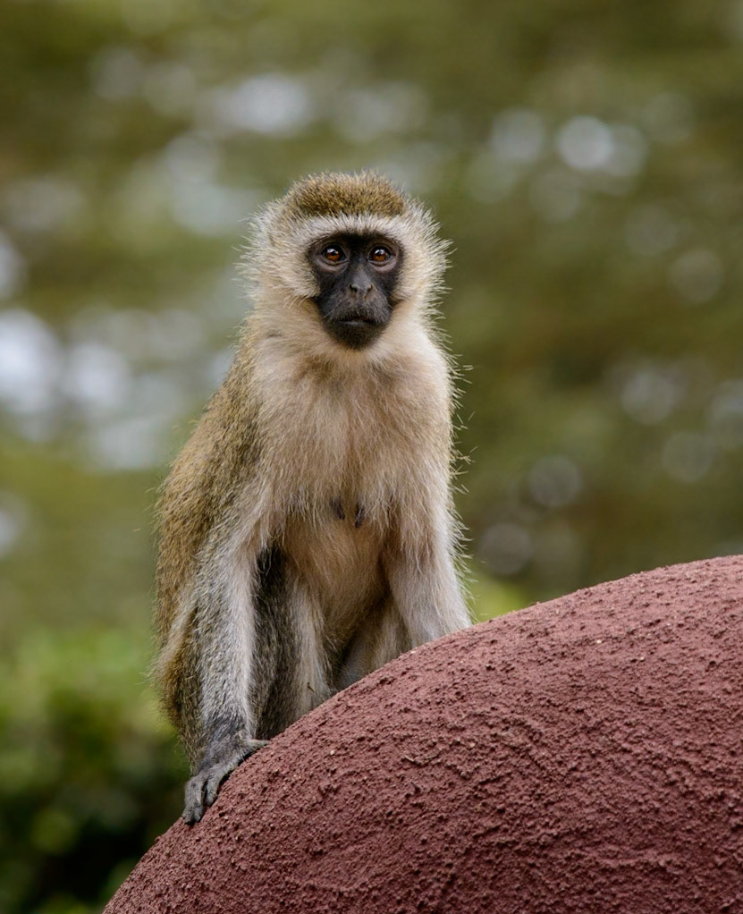 Vervet Monkey