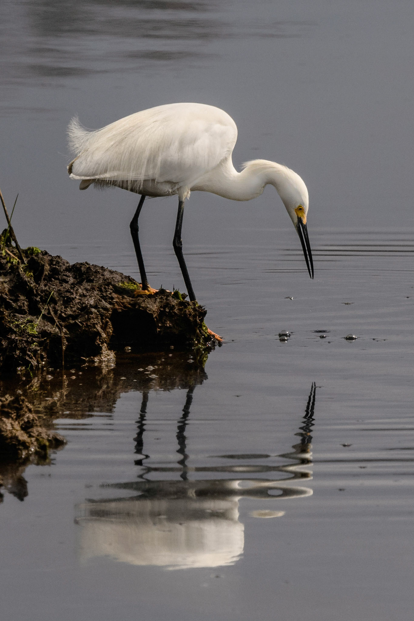 Snowy Egret