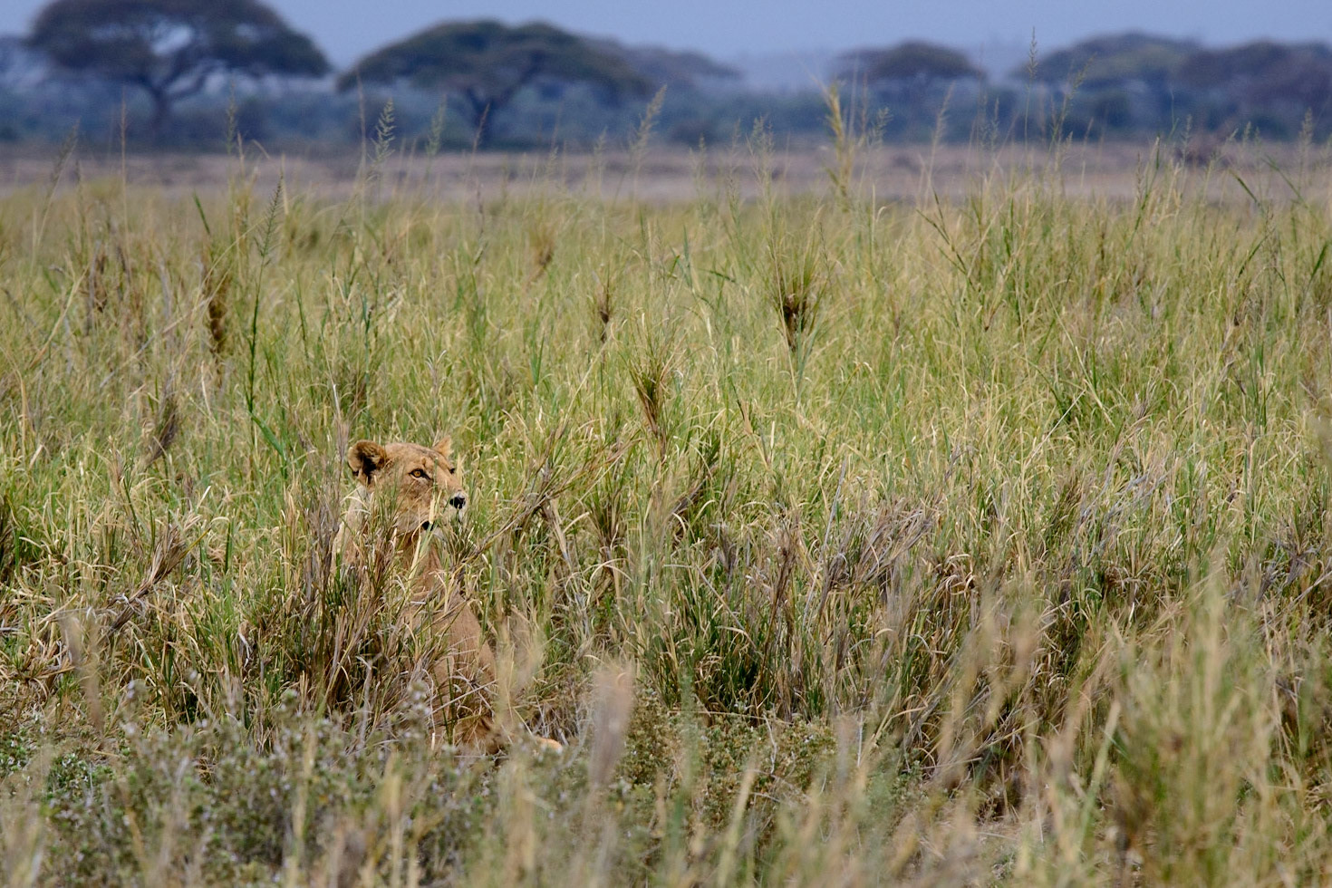 Lioness