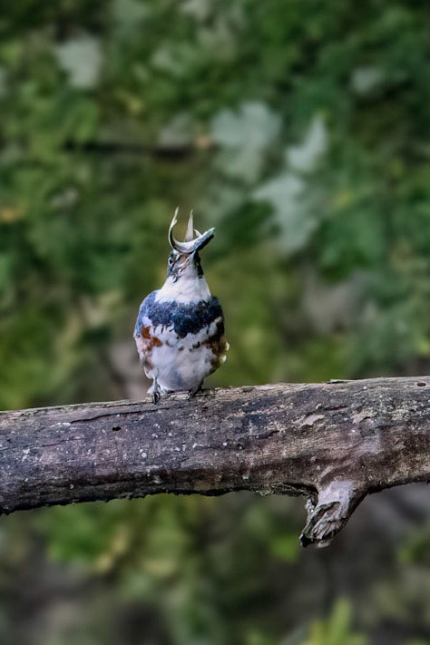 Kingfisher