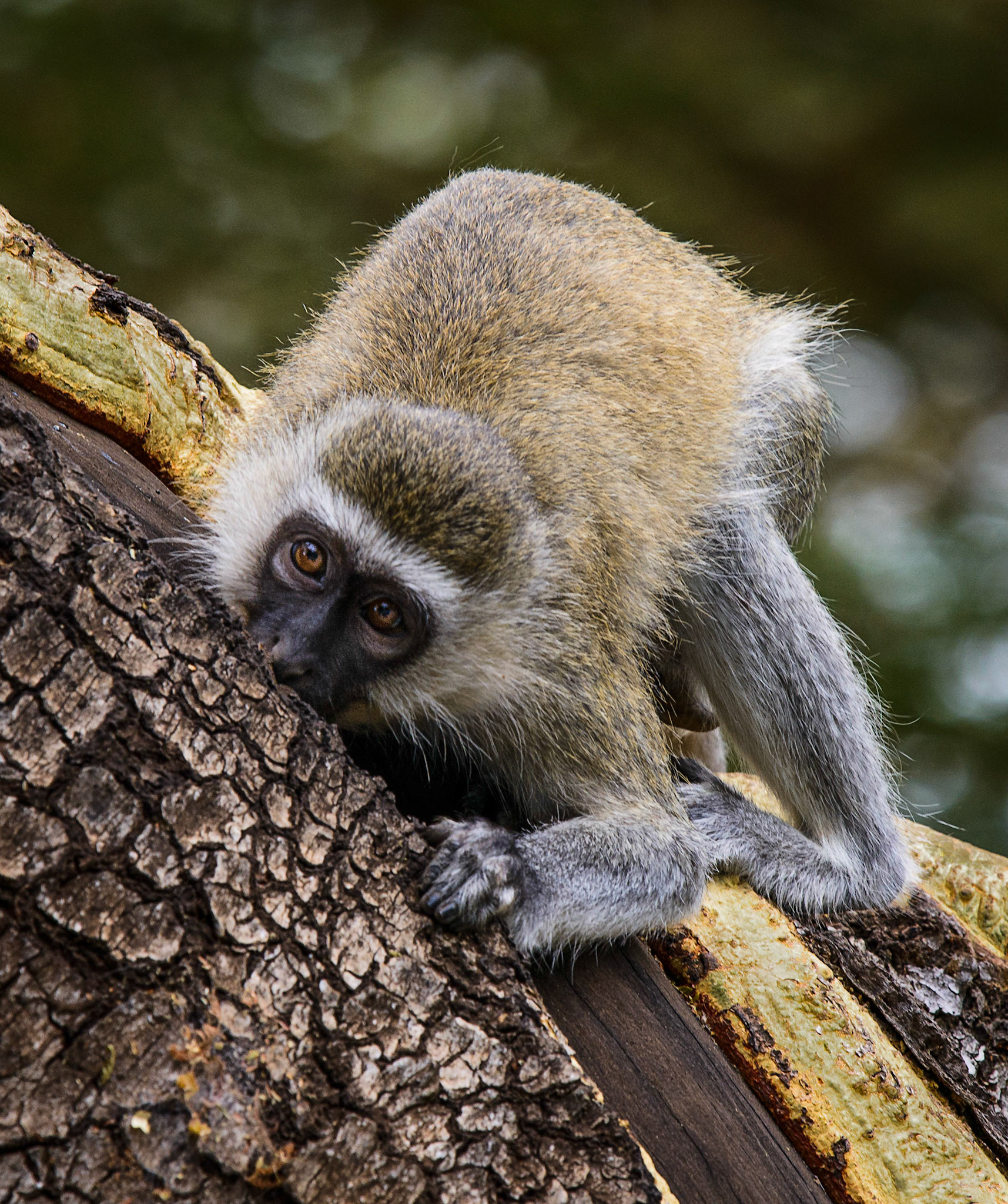 Vervet Monkey