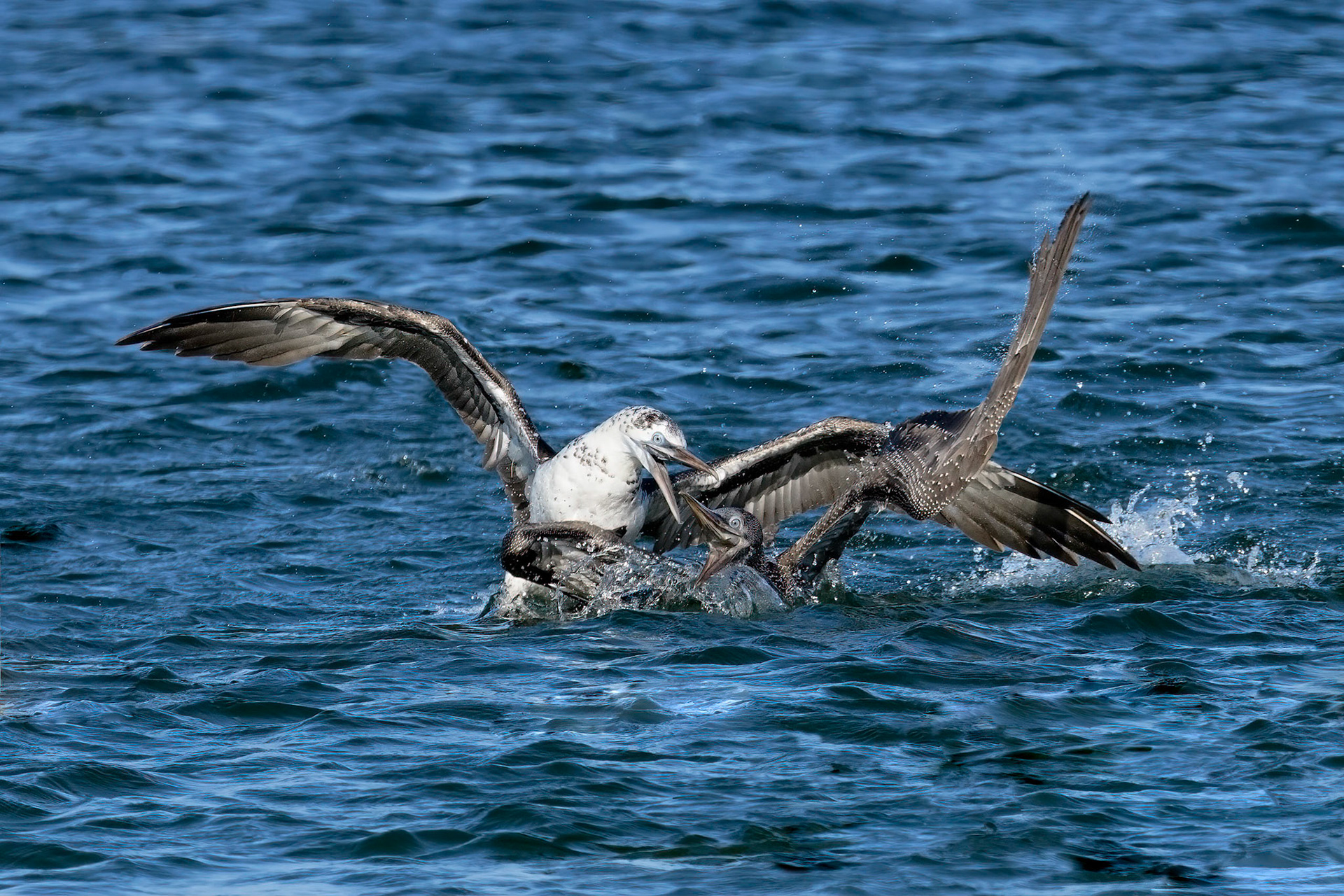 Northern Gannets
