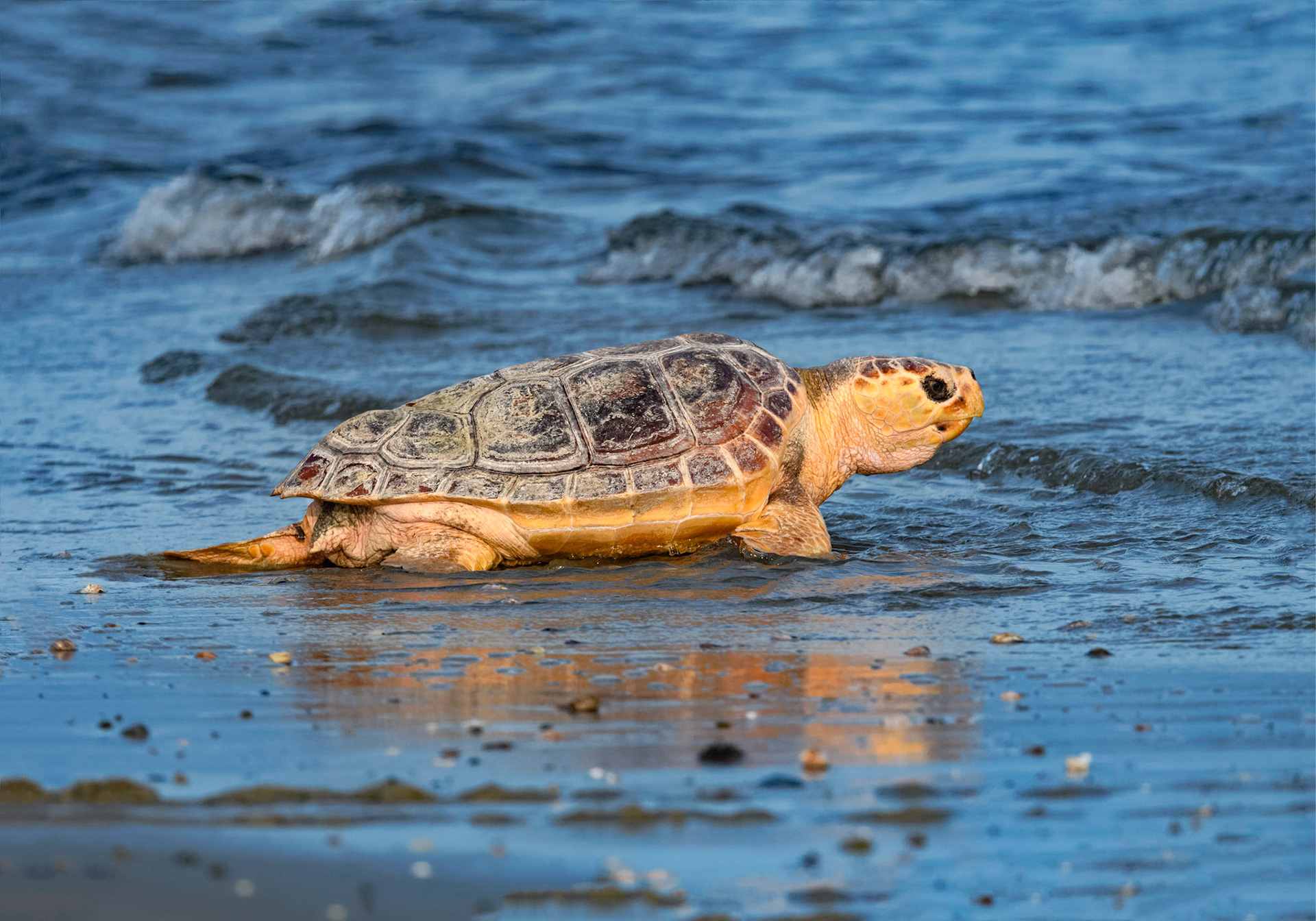 Loggerhead Turtle