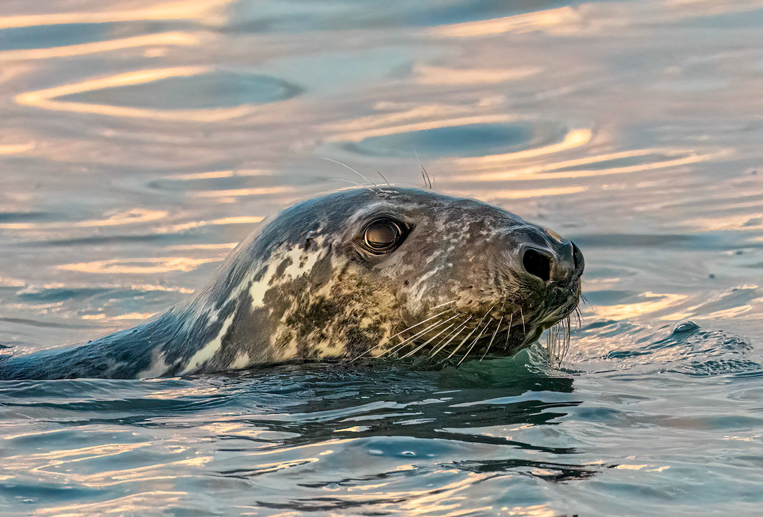 Habor Seal