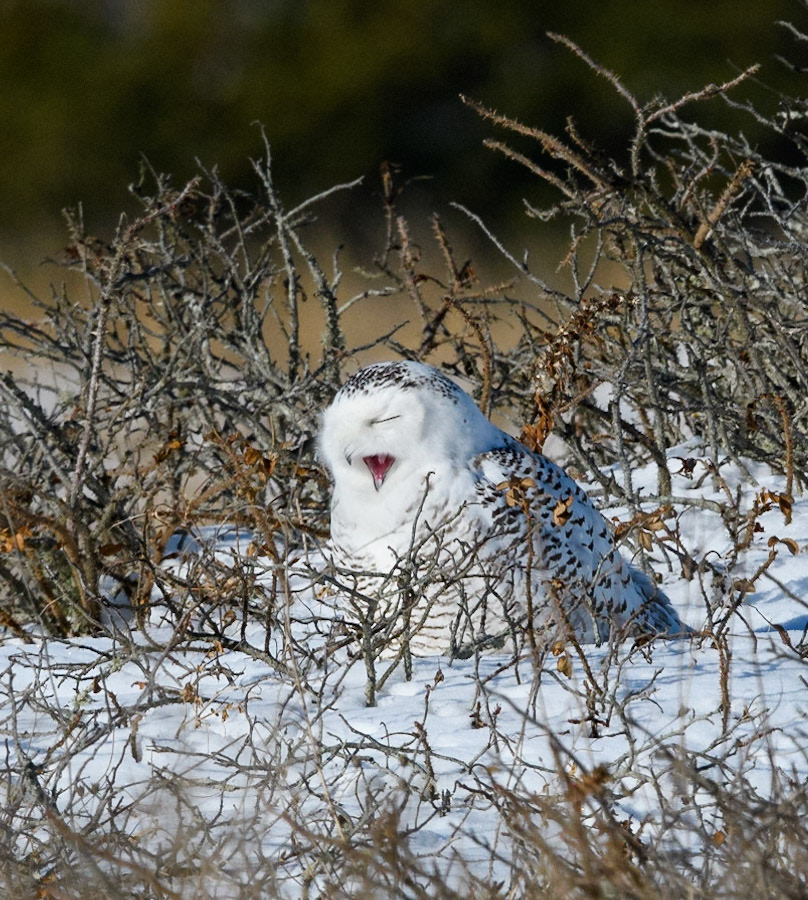Snowy Owl