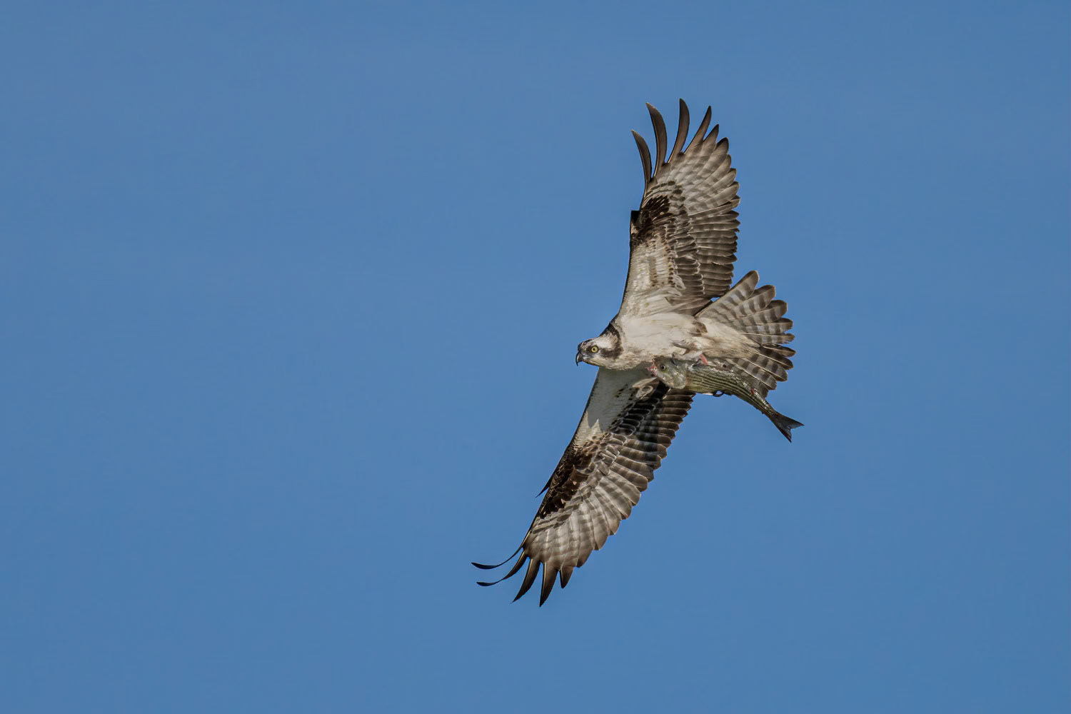 Osprey