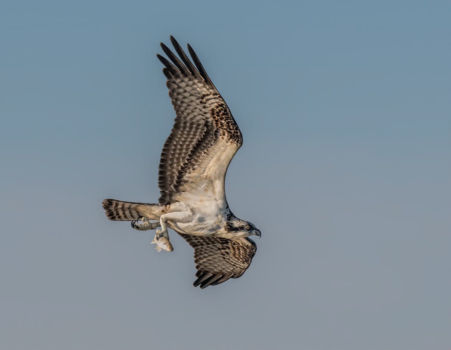 Osprey