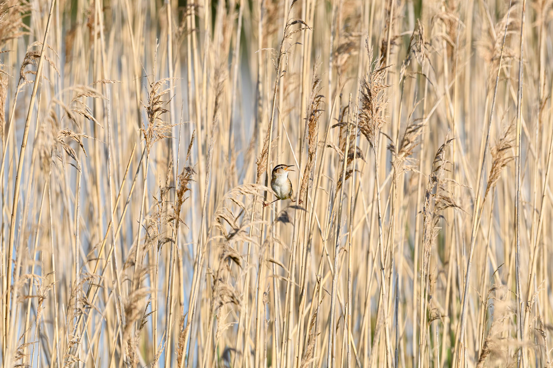 Marsh Wren