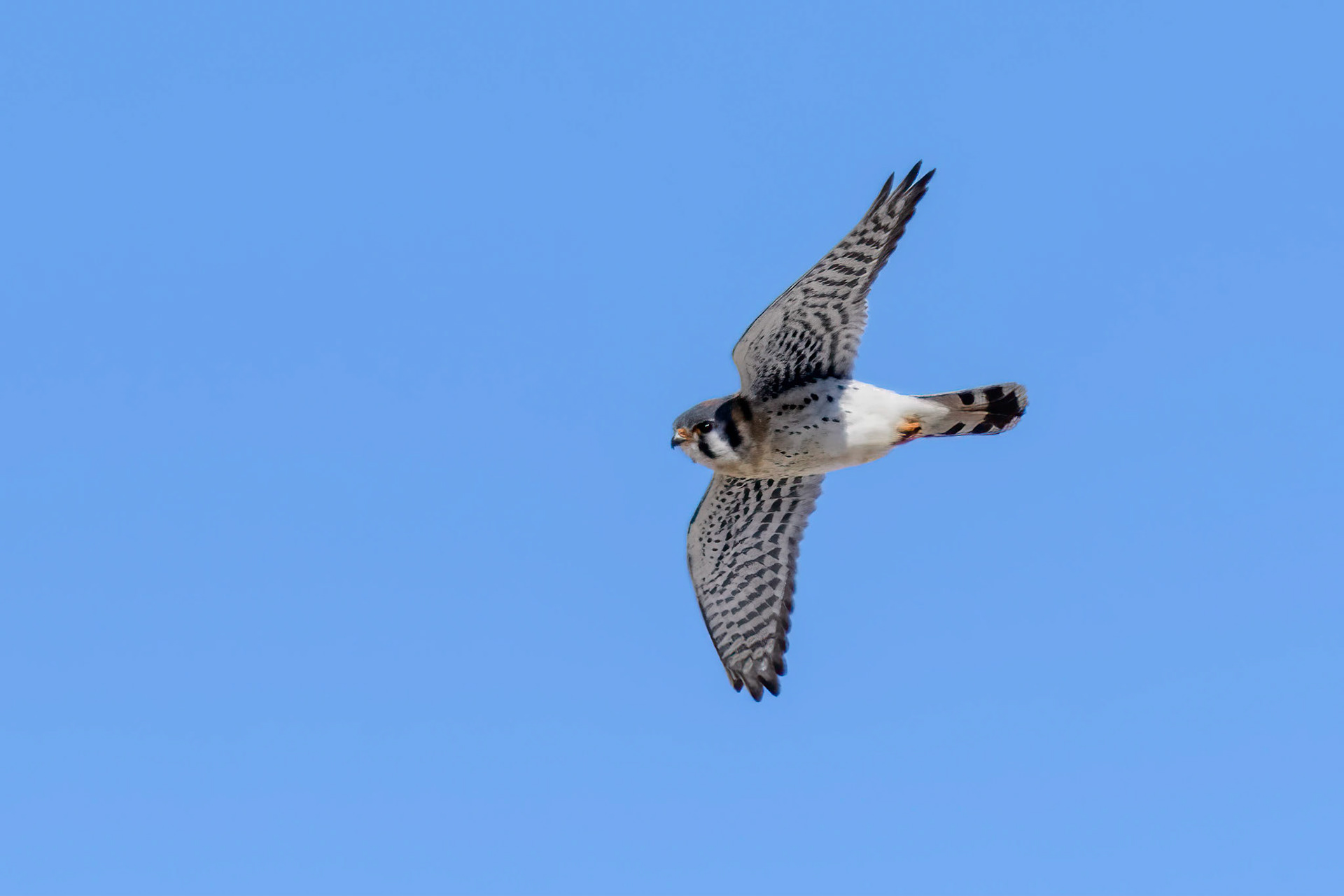 Kestral