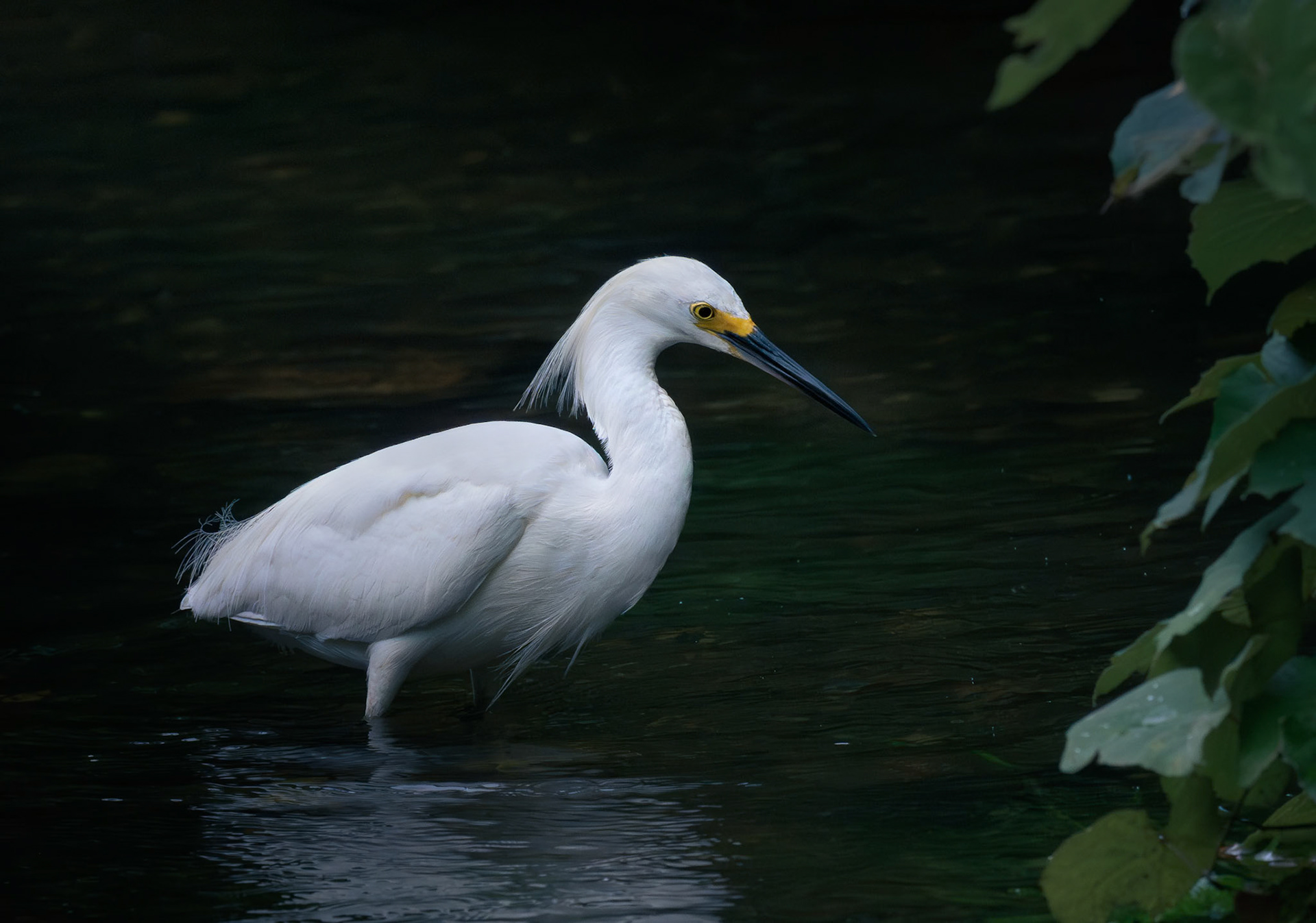 Egret