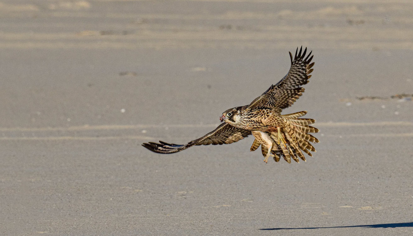 Peregrine Falcon