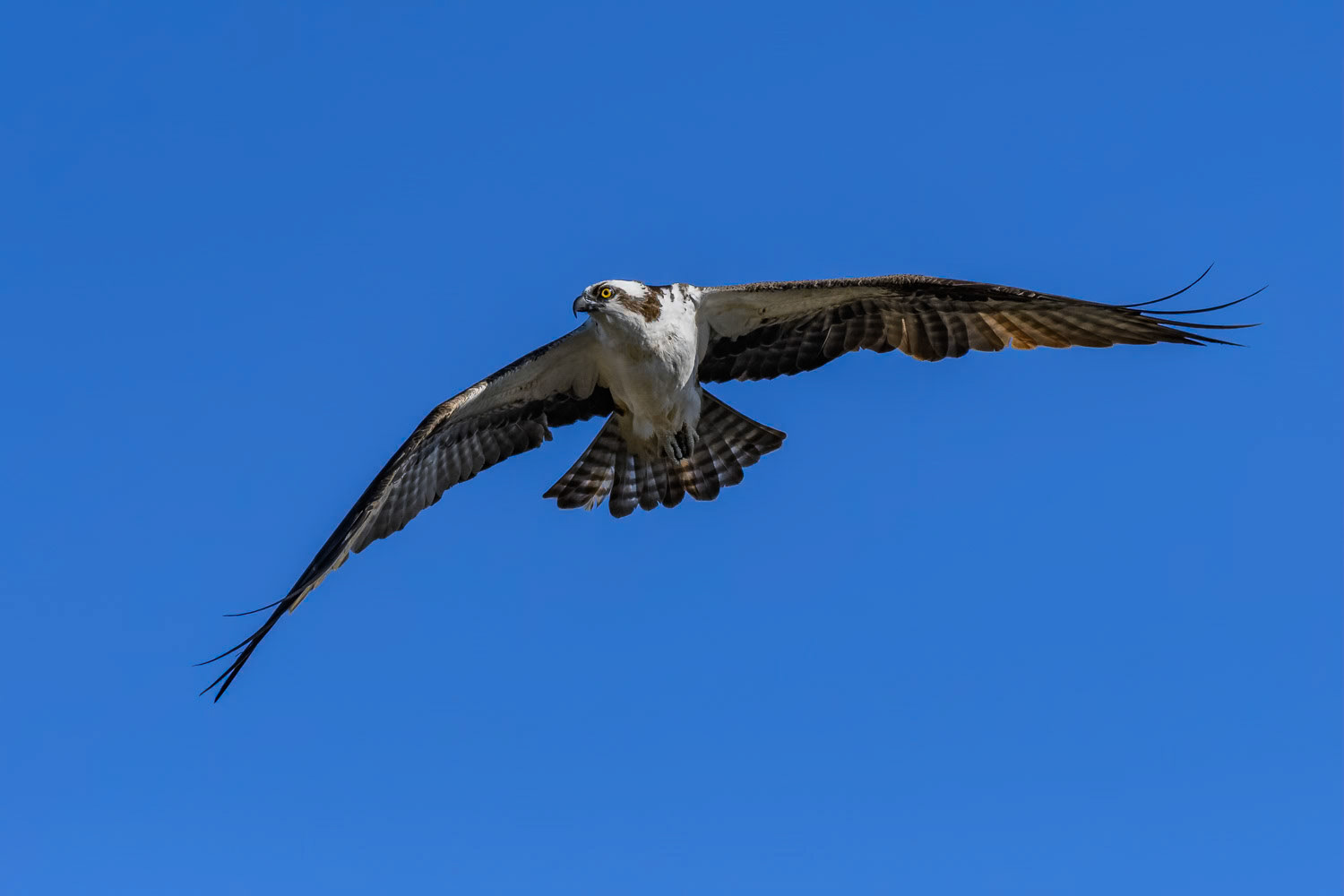 Osprey