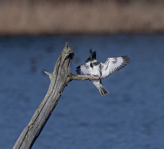 Kingfisher