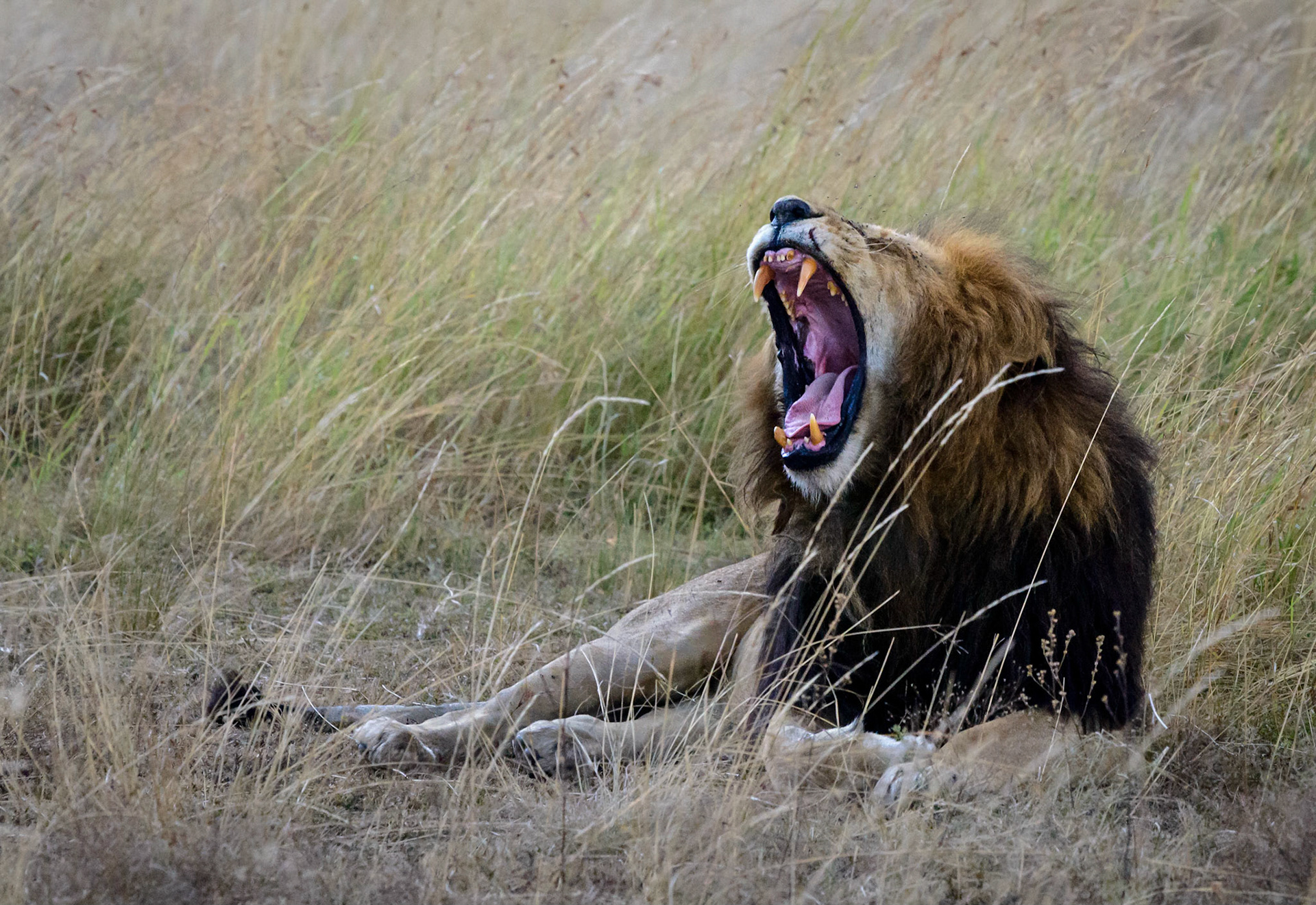 Lion