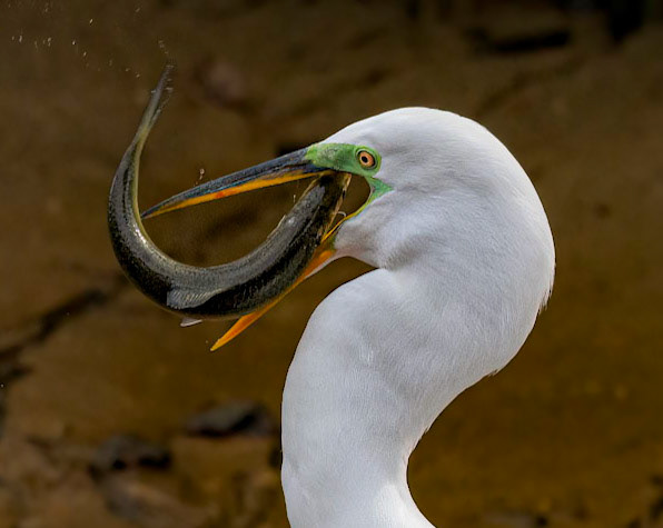 Great Egret