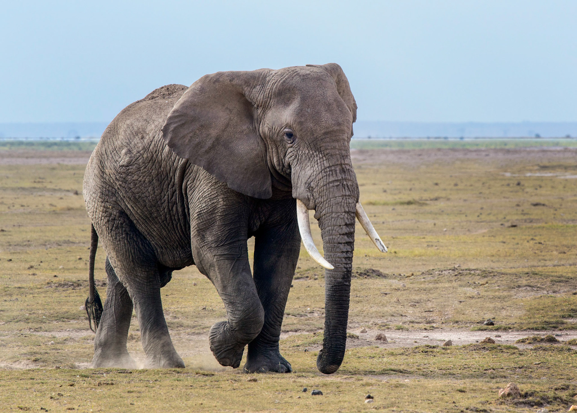 Elephant
