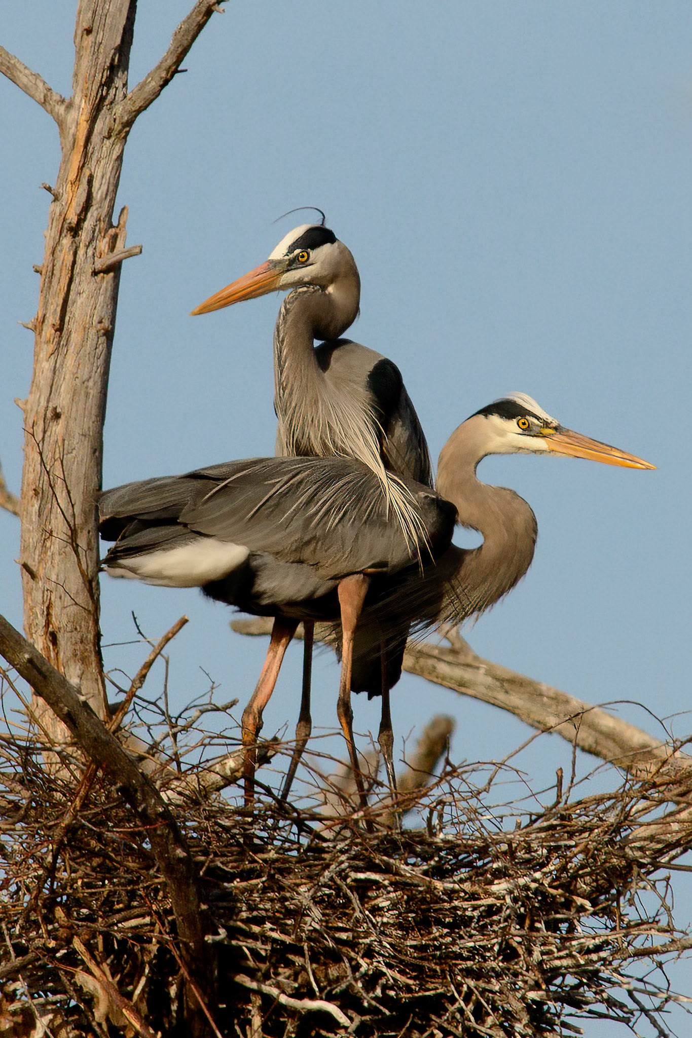 Great Blue Heron Nest