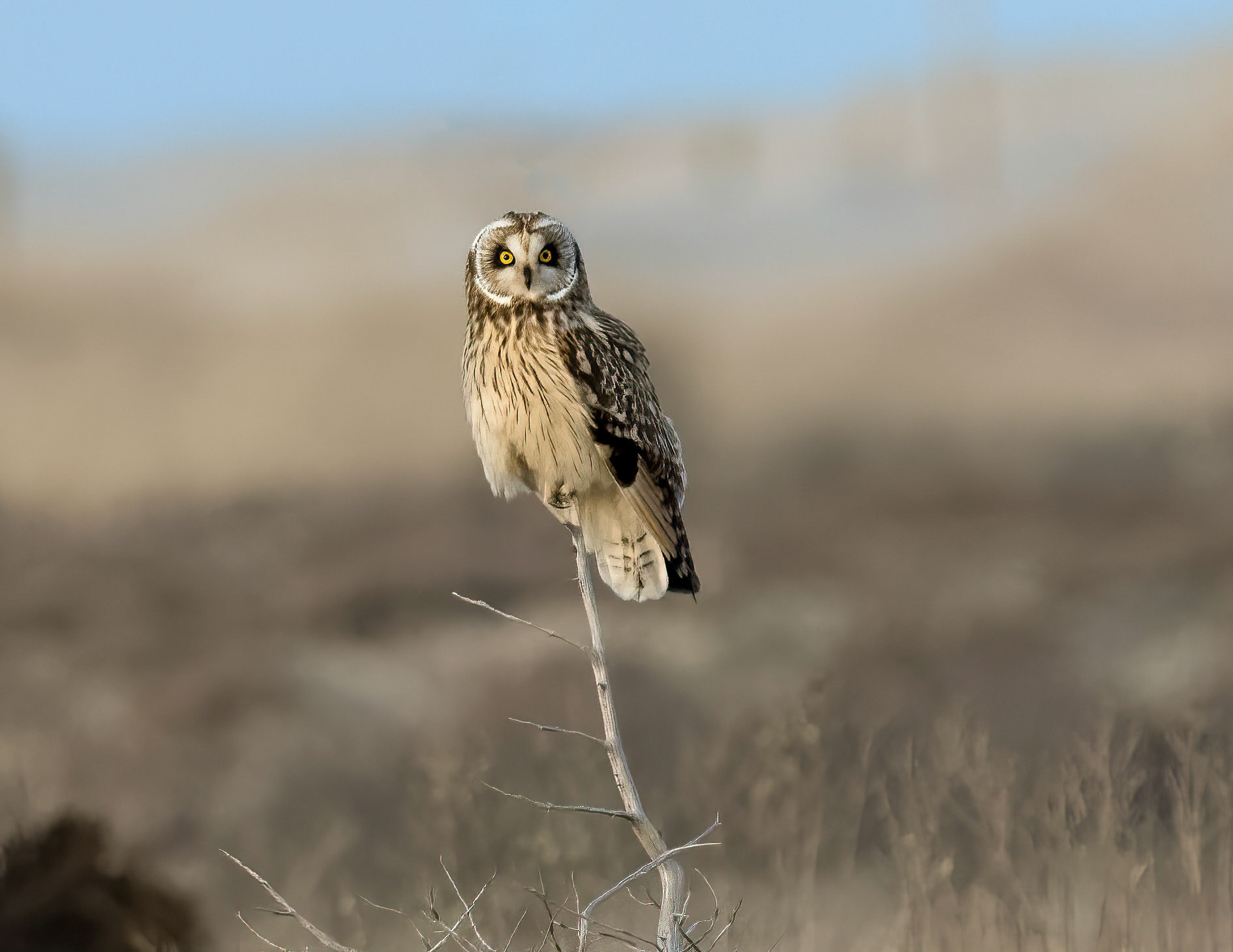 Short-eared Owl