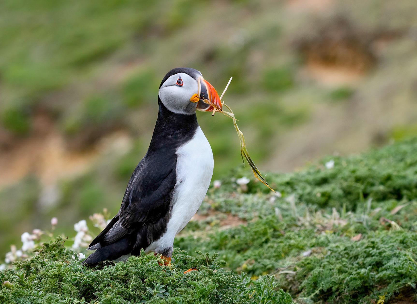 Puffin
