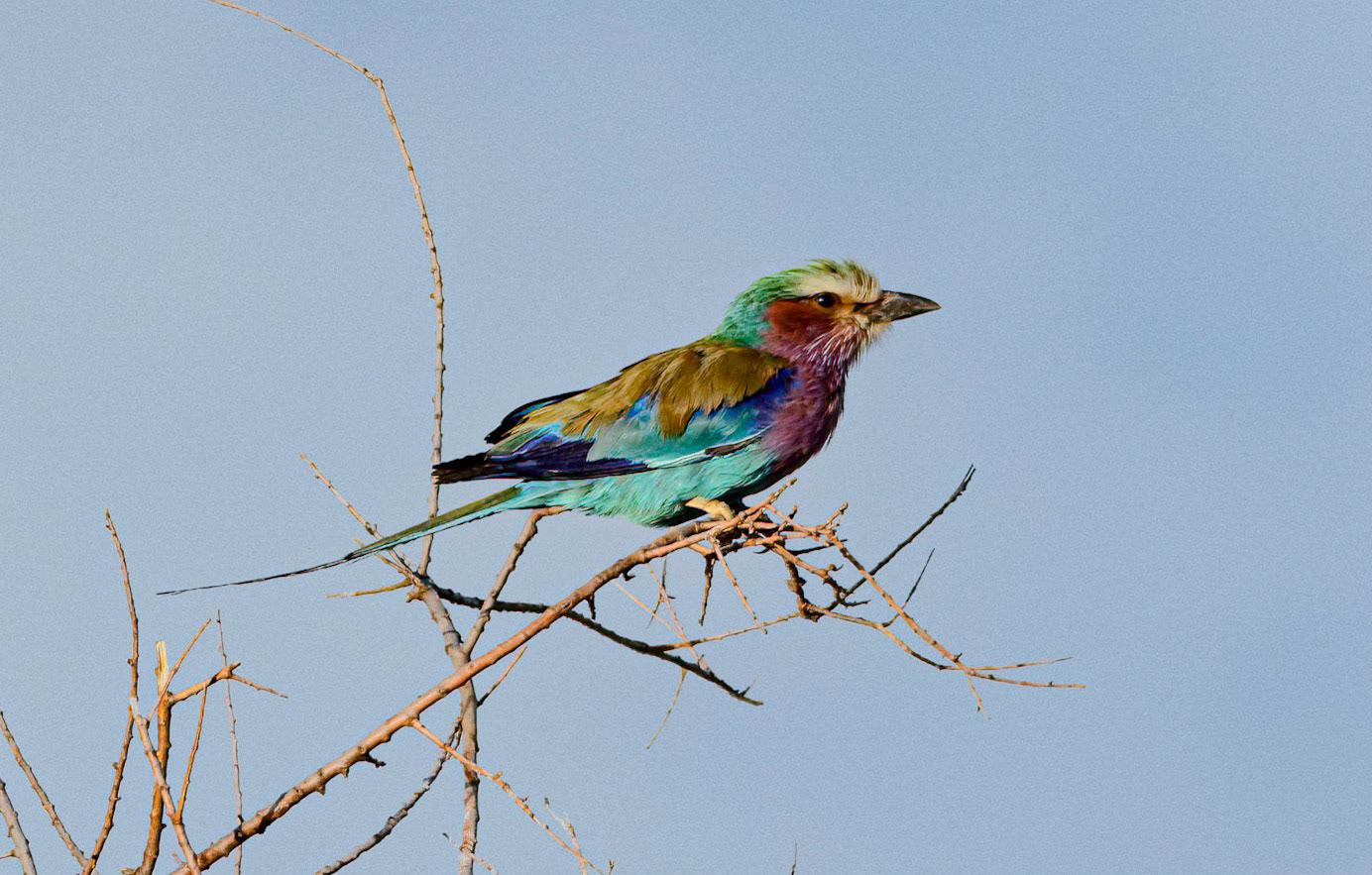 Lilac-Breasted Roller