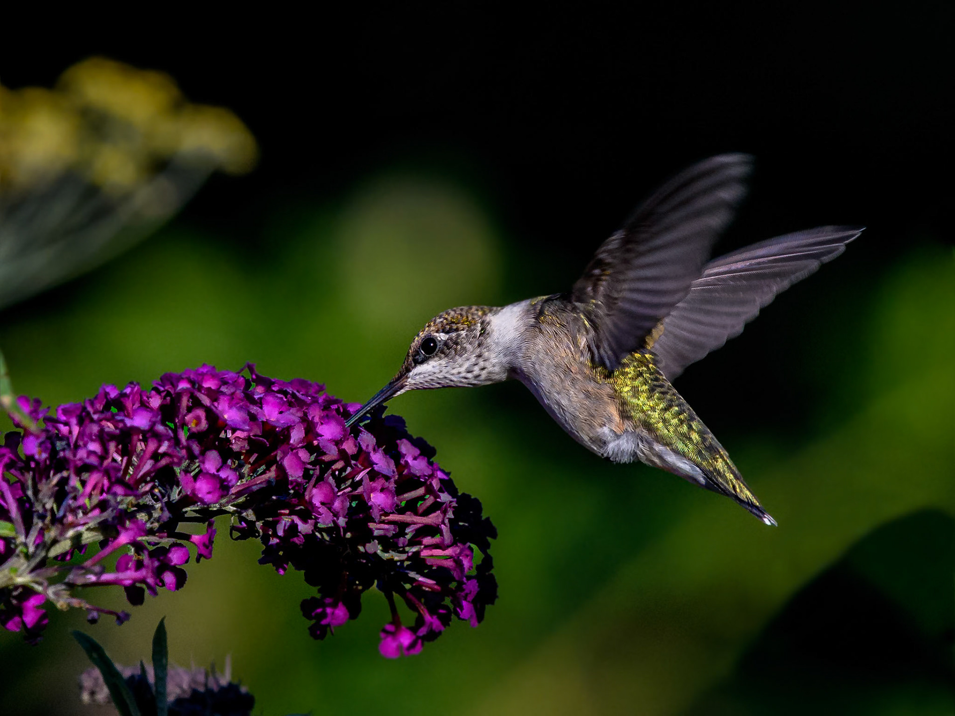 Ruby-throated Hummingbird