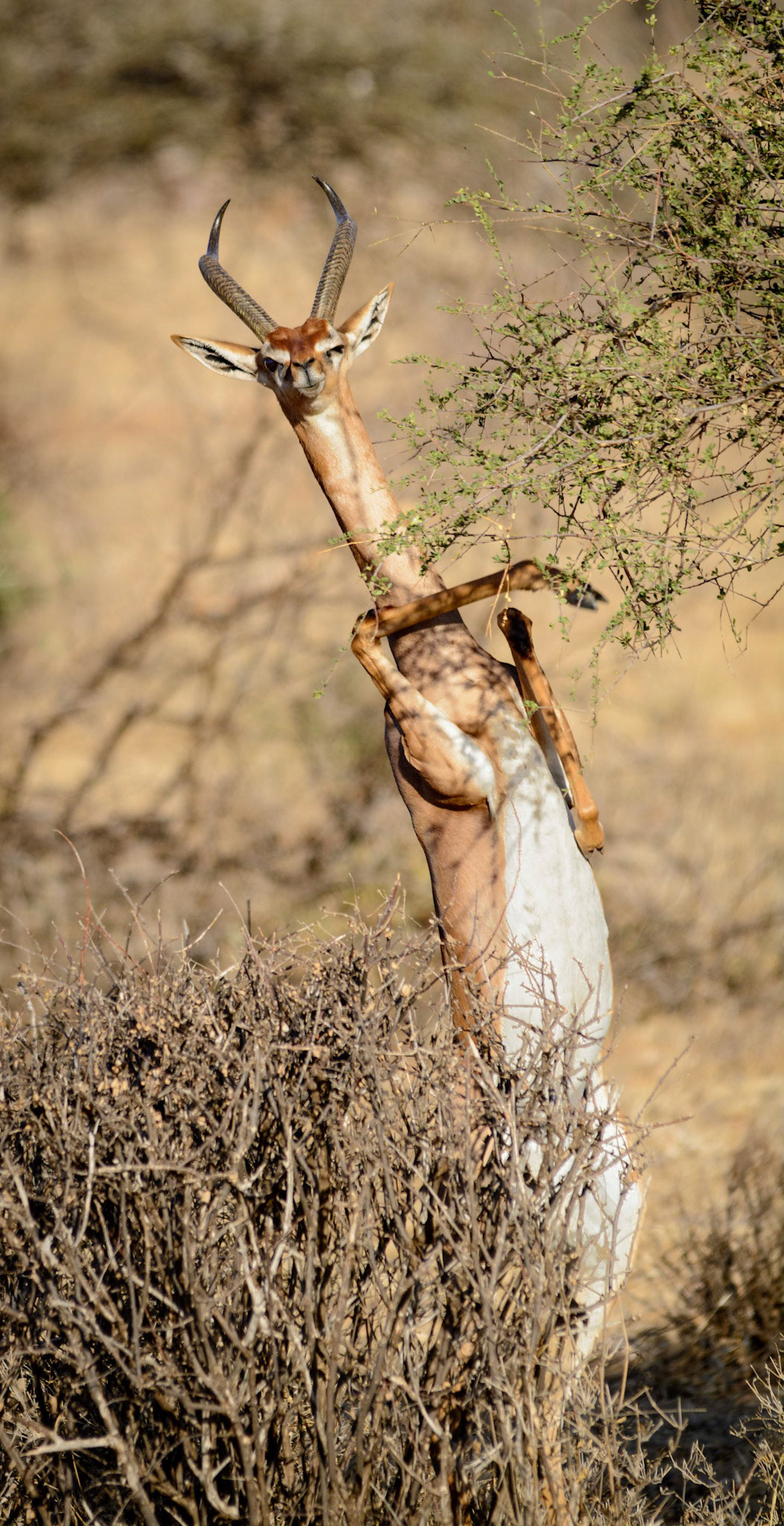 Gerenuk