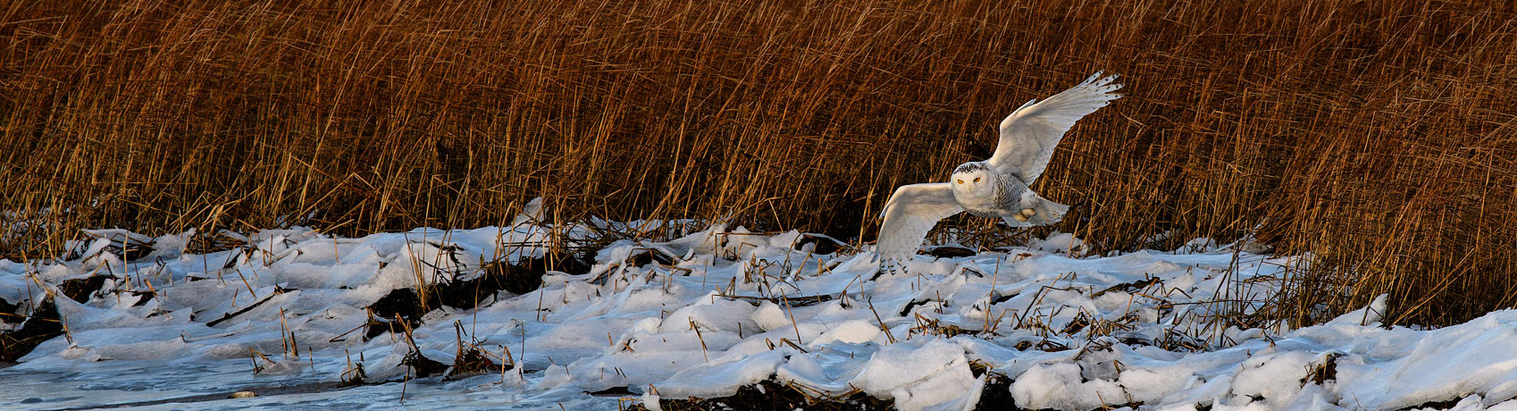 Snowy Owl