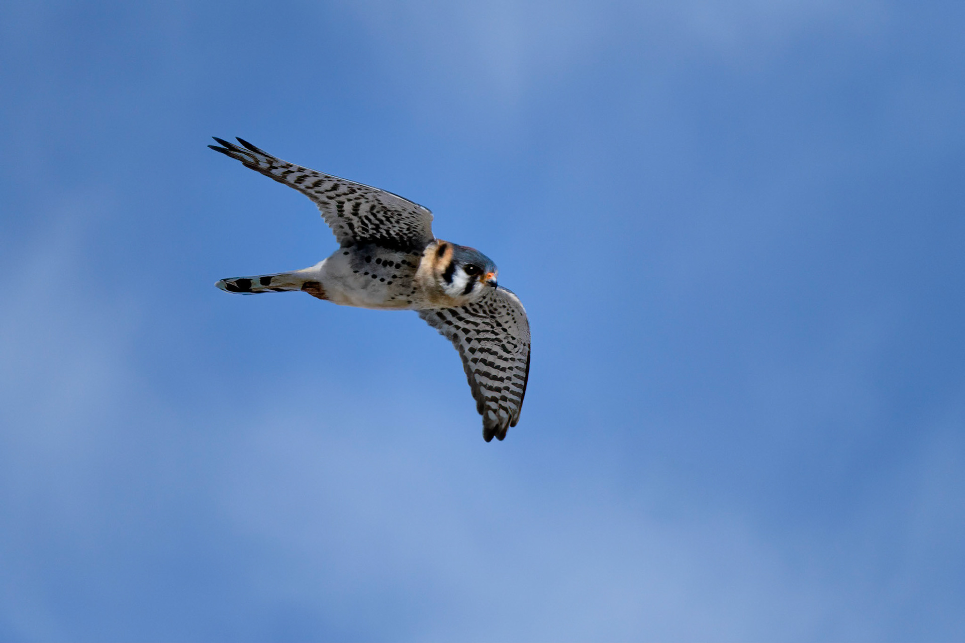 Kestral