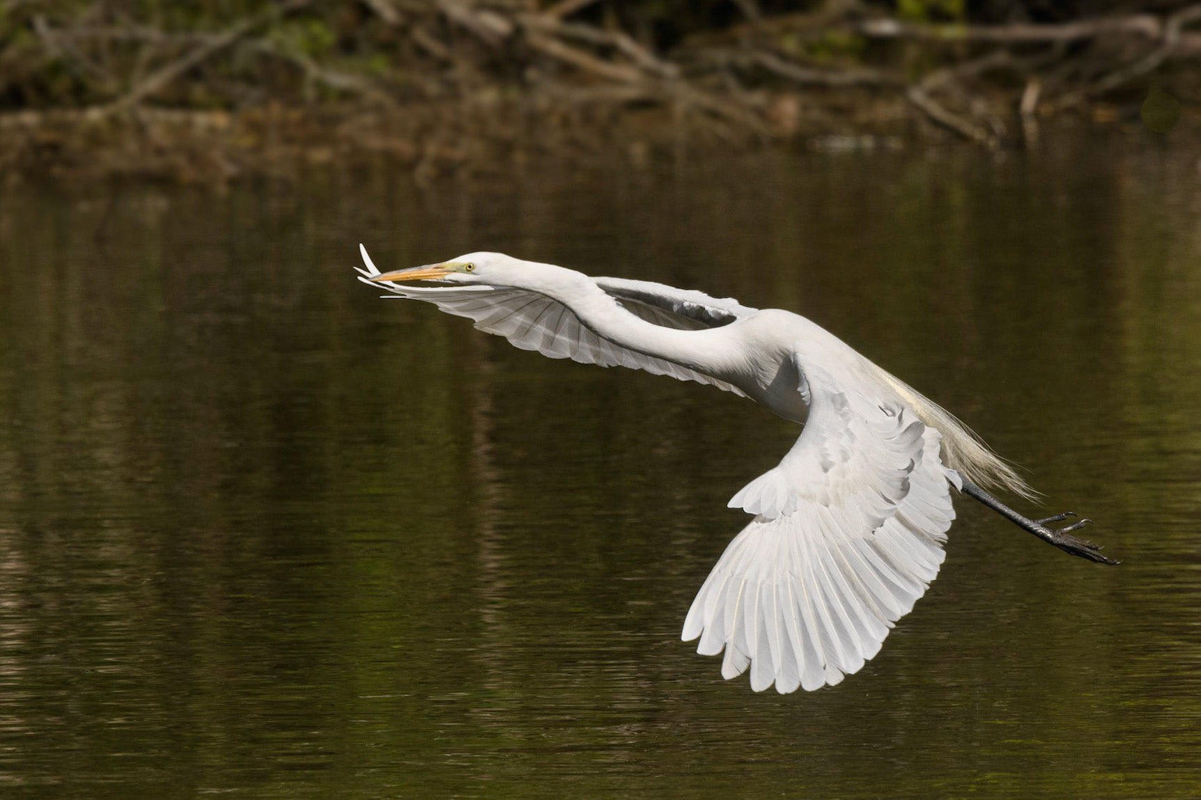 Great Egret