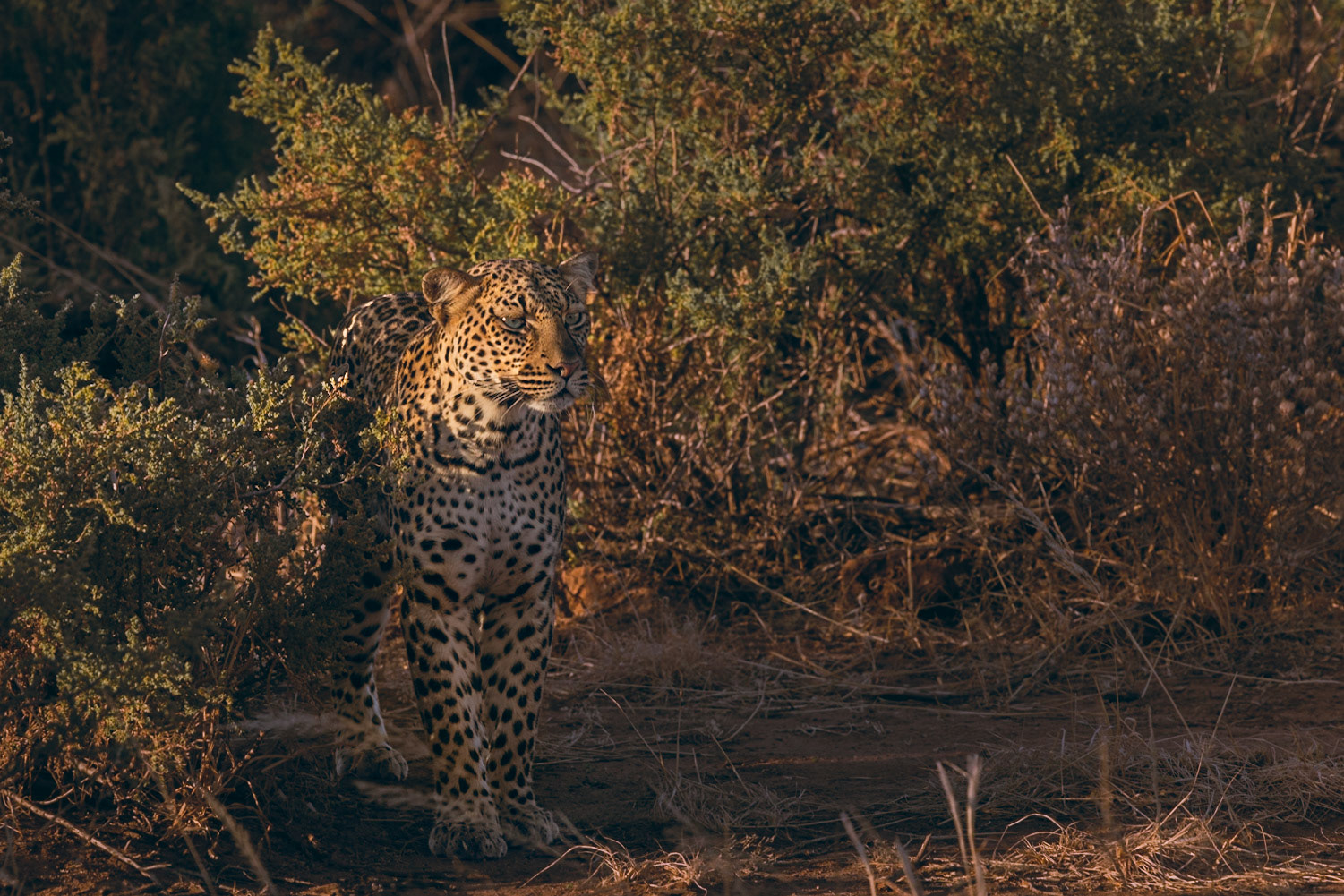 Leopard