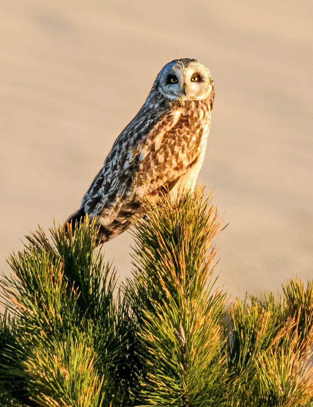 Short-eared Owl
