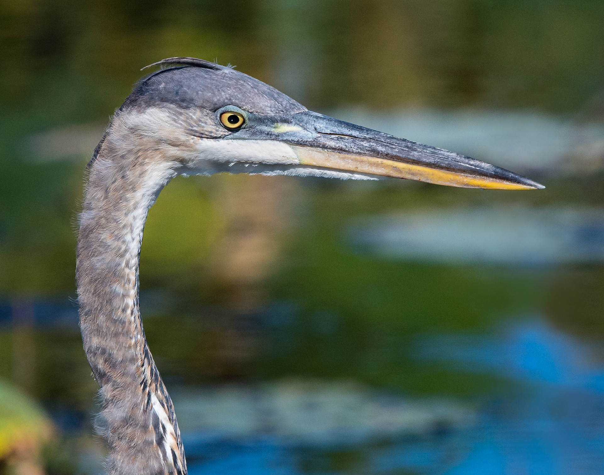 Great Blue Heron