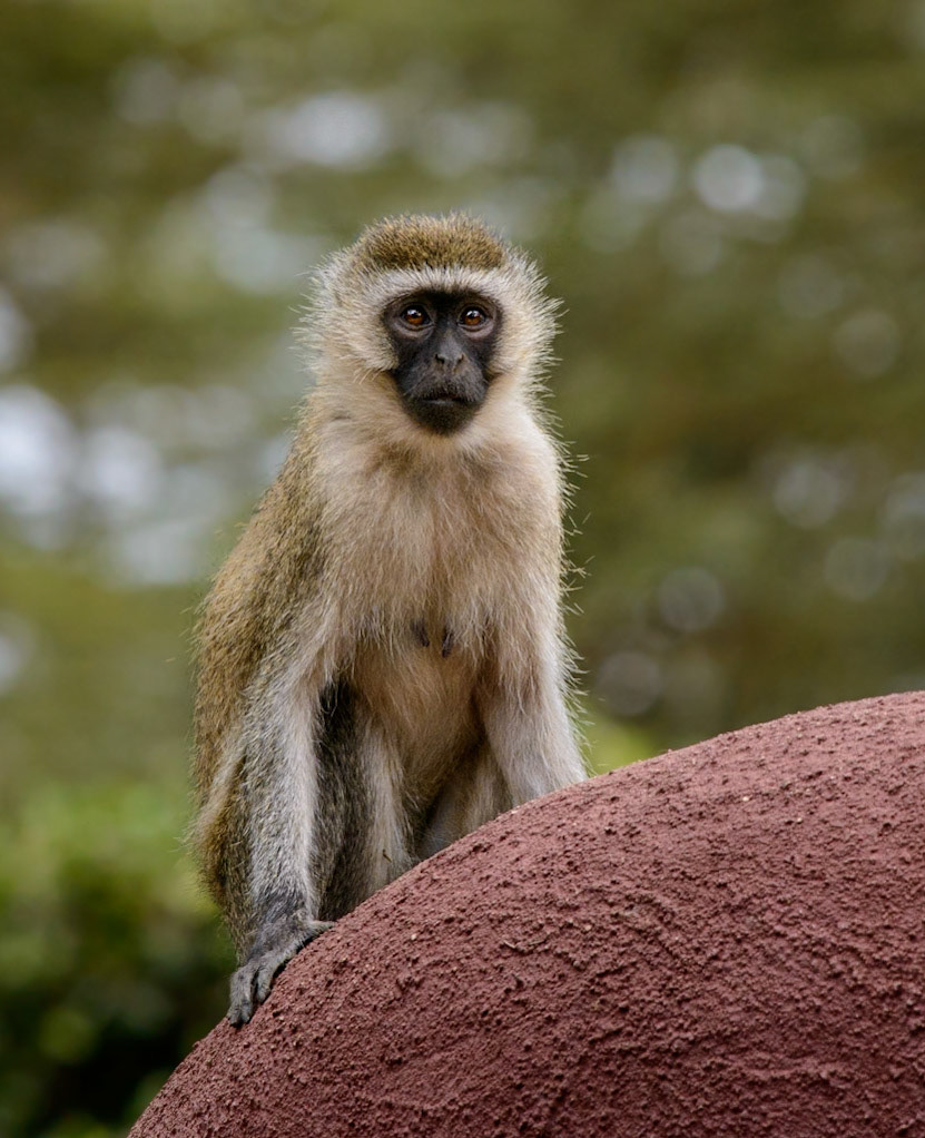 Vervet Monkey