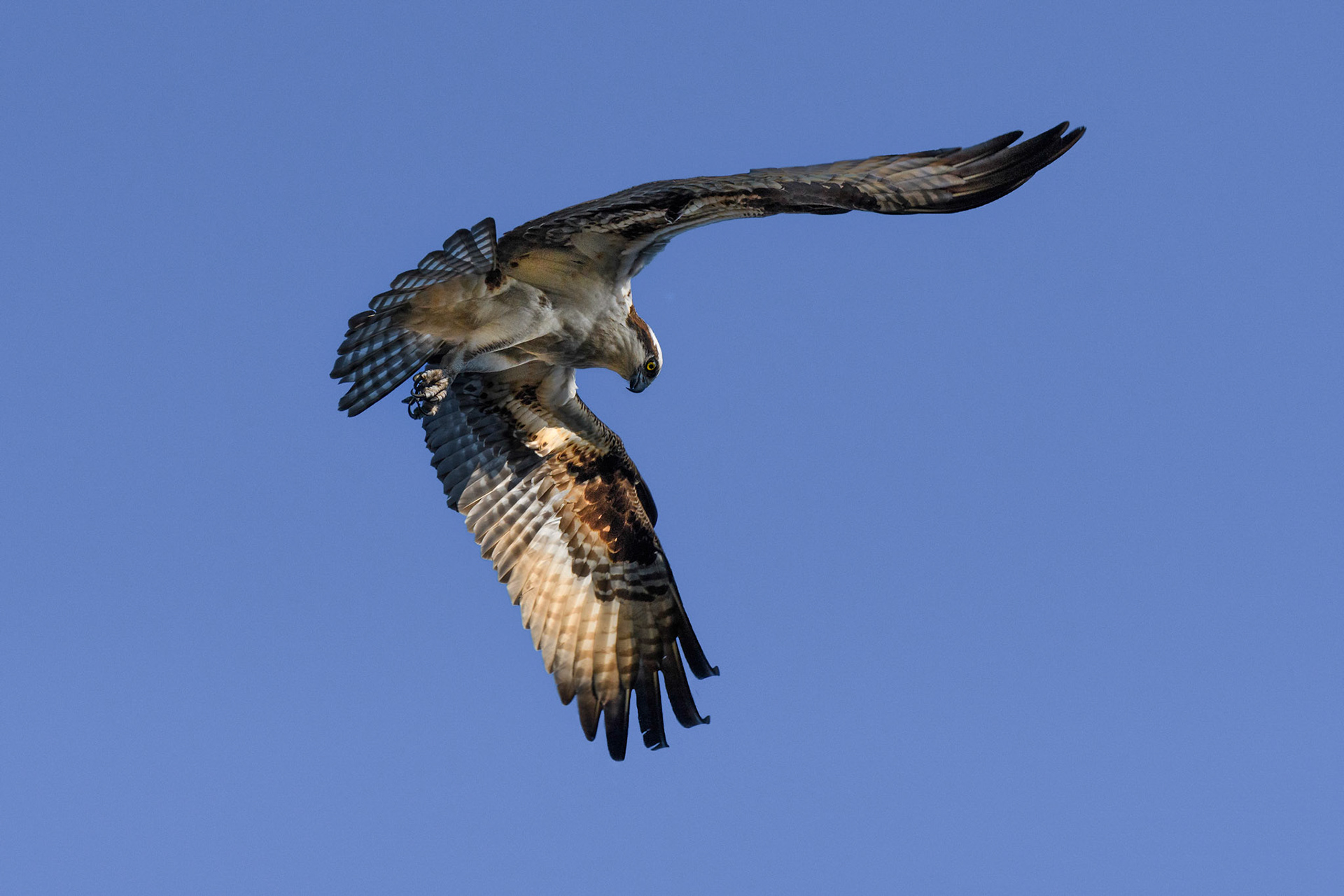 Osprey