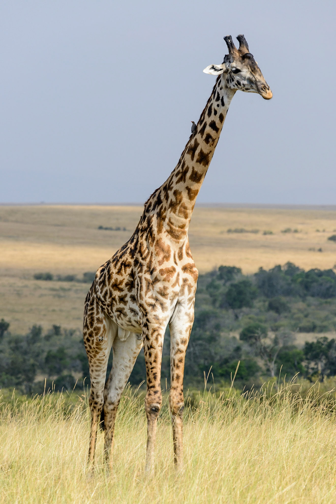 Maasai Giraffe