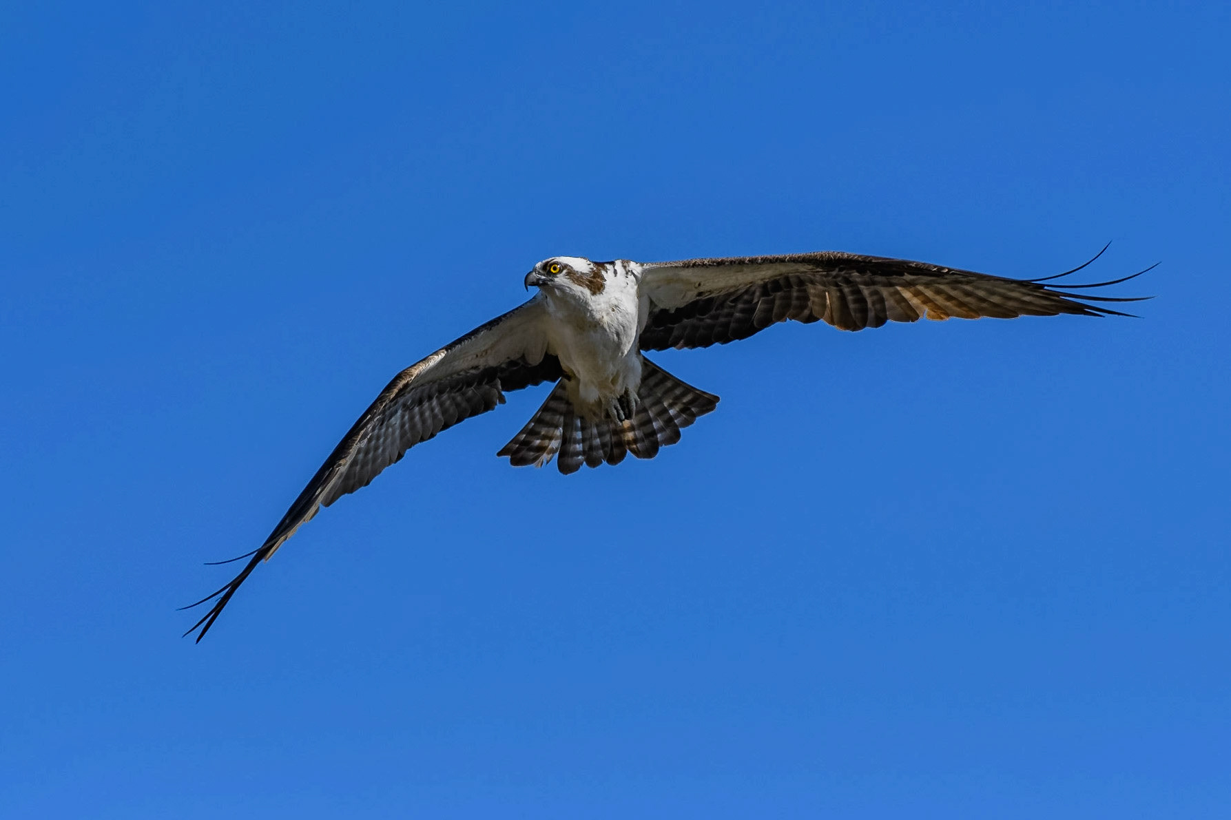Osprey