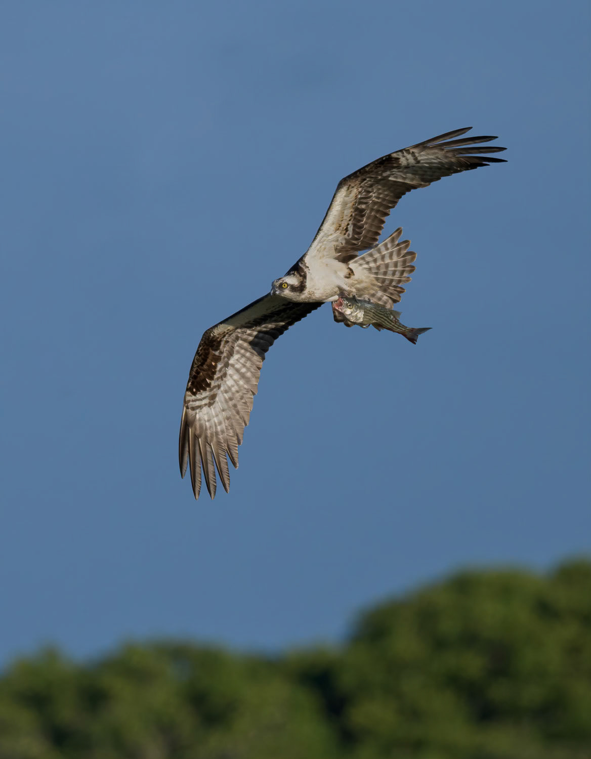 Osprey