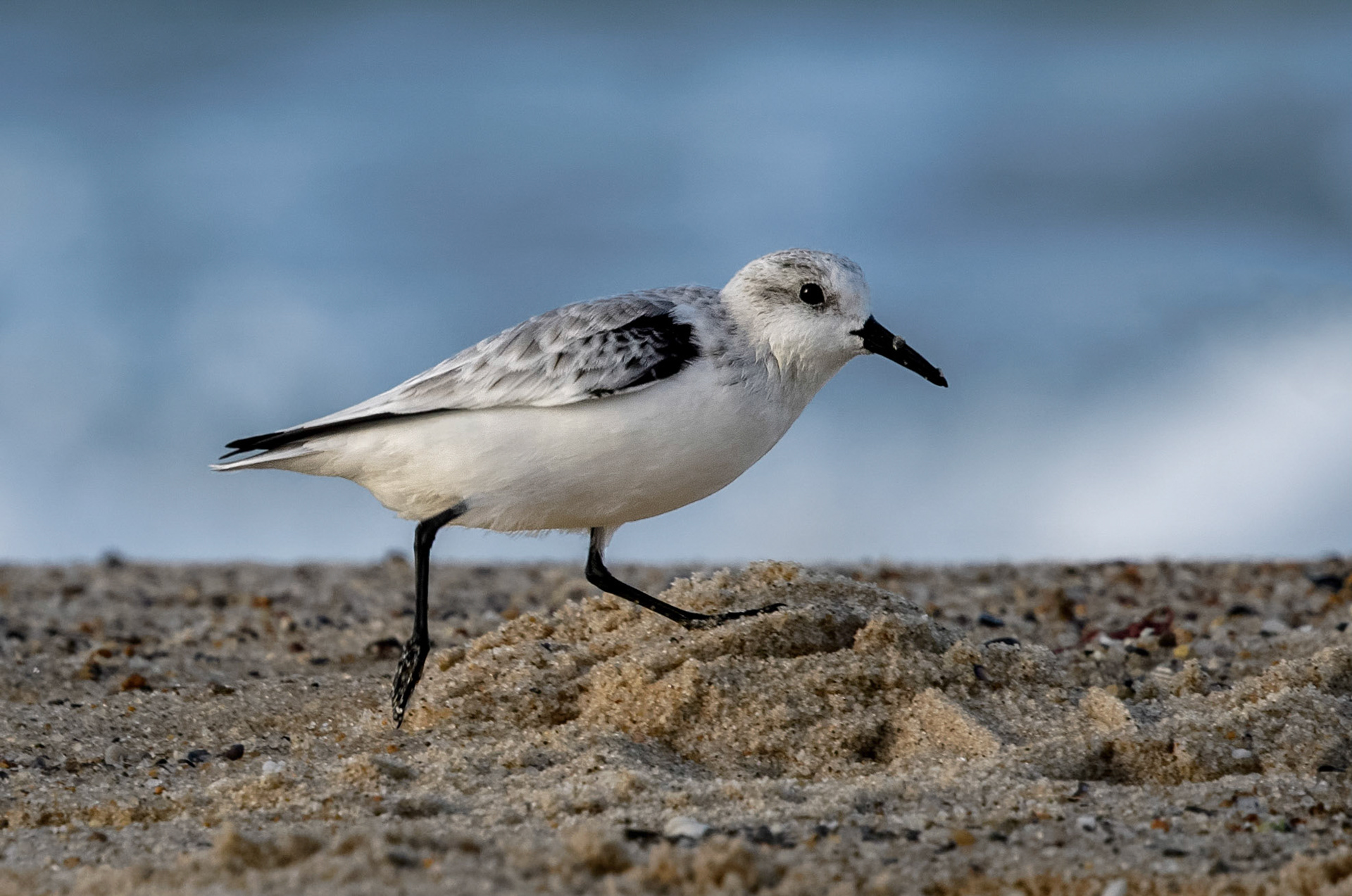 Sanderling